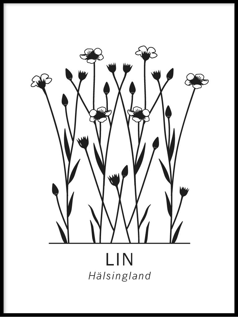 Lin, Hälsinglands landskapsblomma alternativ 2